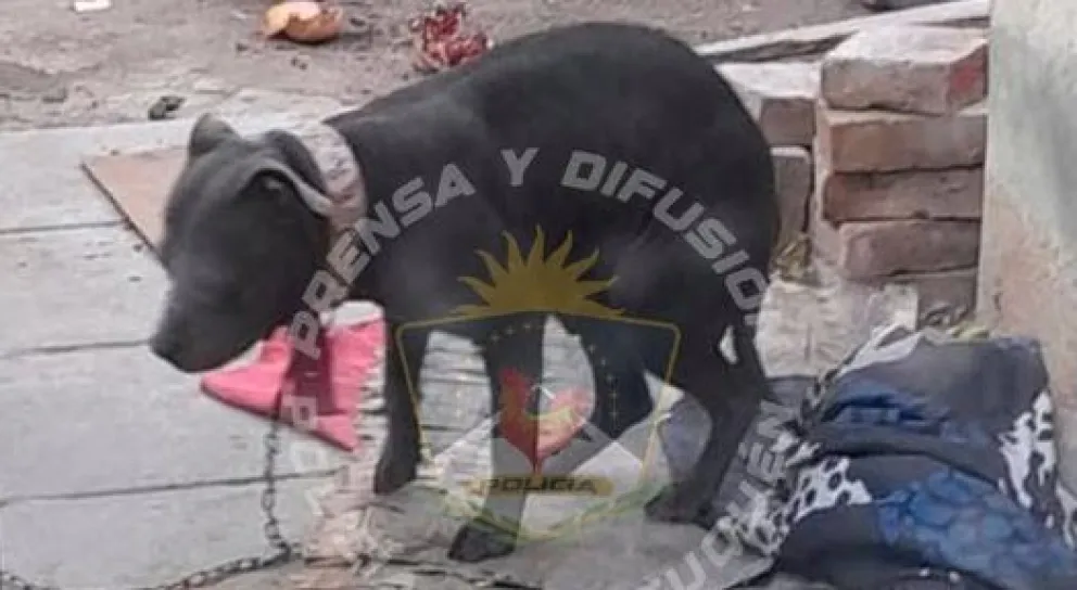 Imagen 2